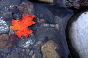 Autun Leaf in Creek